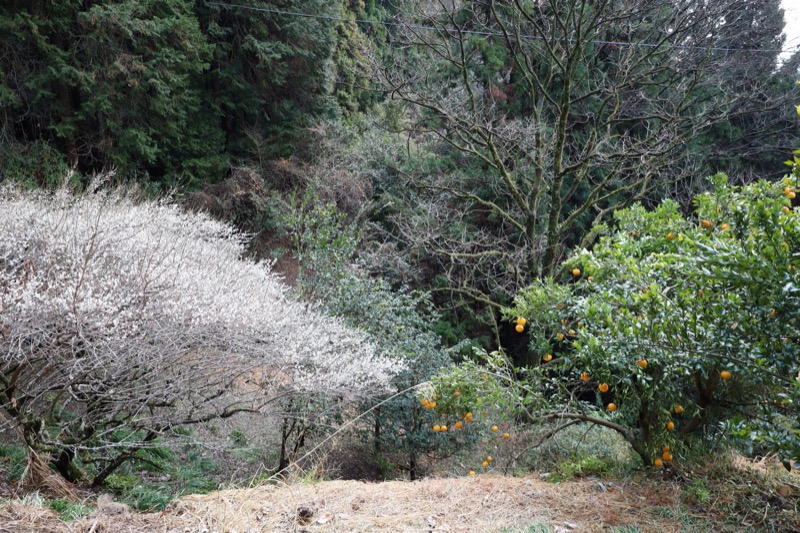 日和田山、物見山